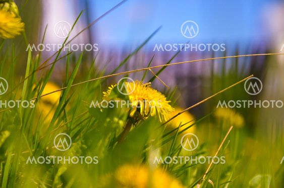 Flower in the garden