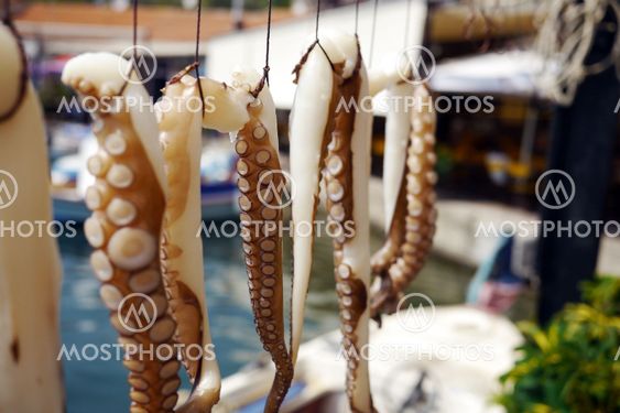 macro of octopus in restaurant