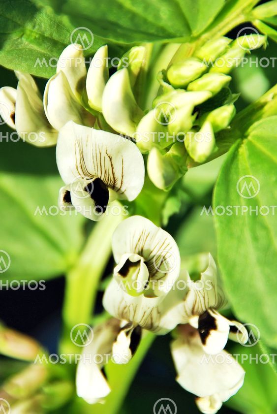 flower of broad bean plant