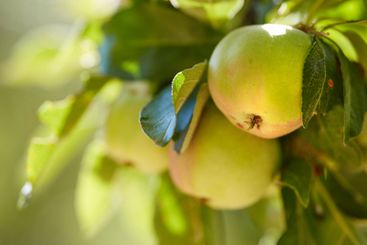 Agriculture, growth and organic apples in spring,...