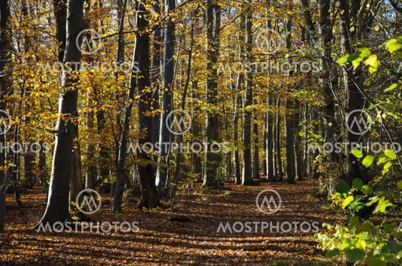 Golden beech forest