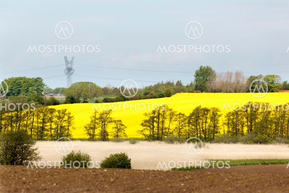 Yellow oilseed rape field