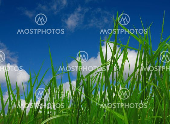 grass