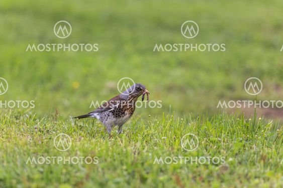 Fieldfare, Turdus pilaris, with a worm