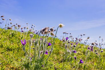 Blommande backsippor på en äng mot en blå himmel