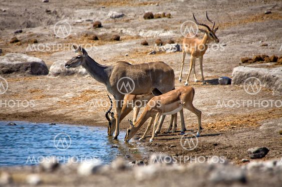 a kudu and blacked faced impala drinking in a waterhole at etosha national park