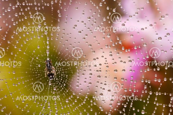 Spider web with water drops