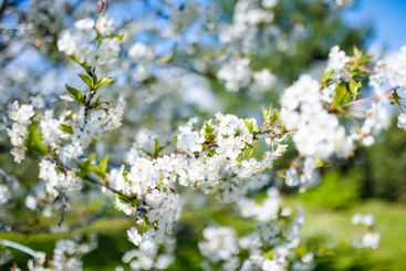 Beautiful cherry tree blossoming on spring. Beauty in...