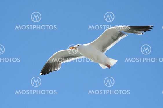 Seagull