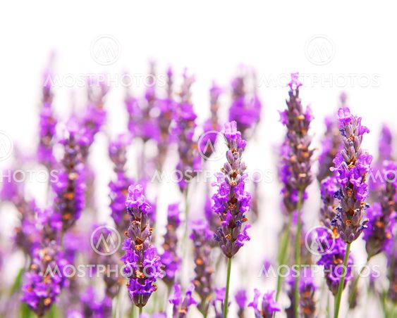 Lavender background
