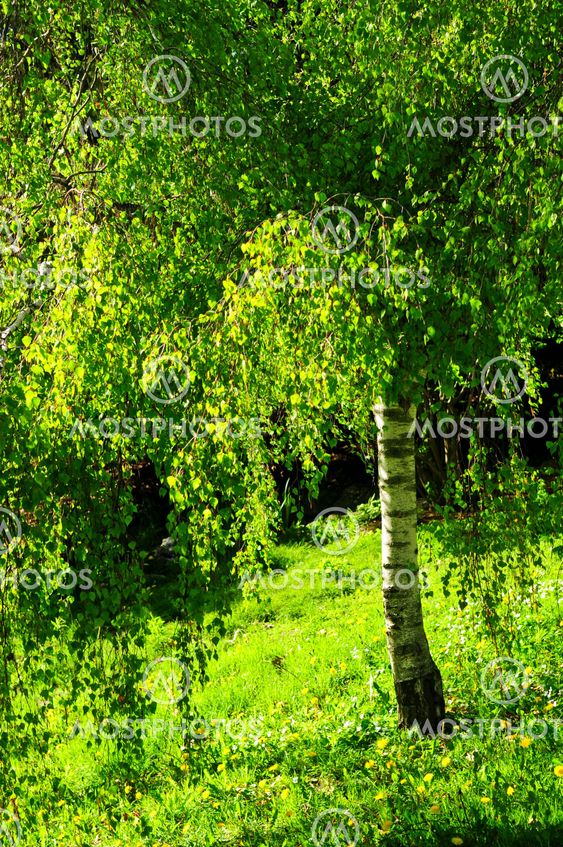 Green birch tree