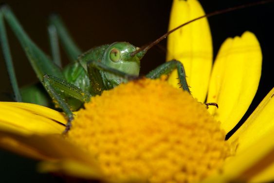 grasshopper