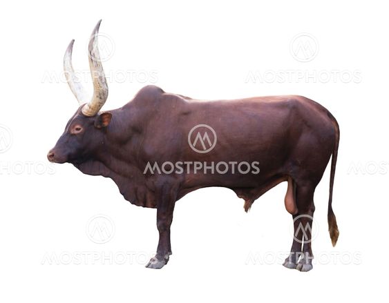 ankole watusi isolated on white background