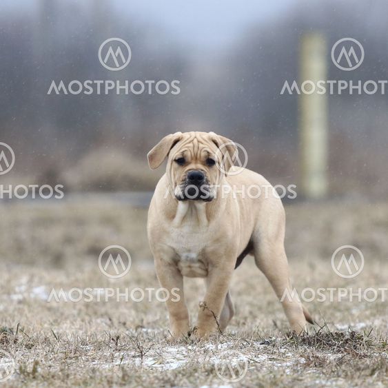 Mallorquin mastiff store