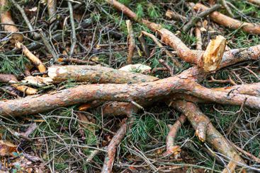 Various fallen branches and twigs covering the forest...