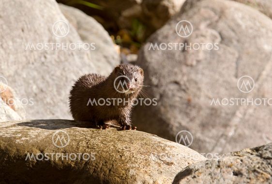 Mink amongst the rocks
