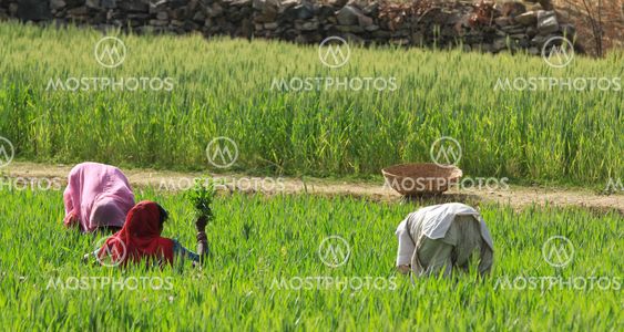Women Farming