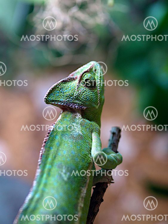 Green Chameleon