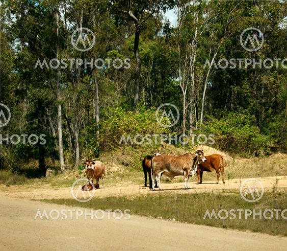 Cows in australian rural scene