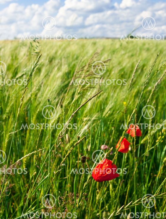 Red poppies