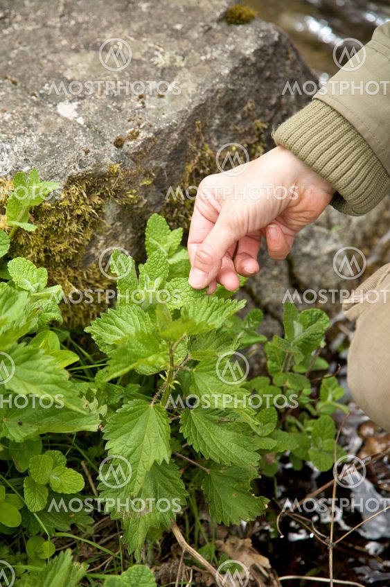 woman hand touching mint plant