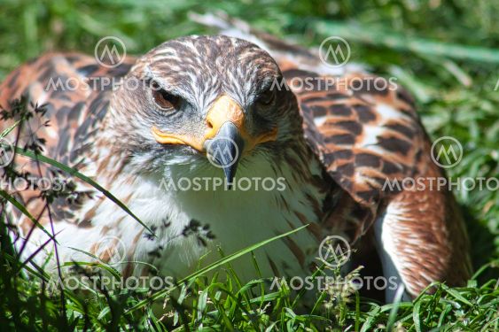 Ferruginous hawk (Buteo regalis)