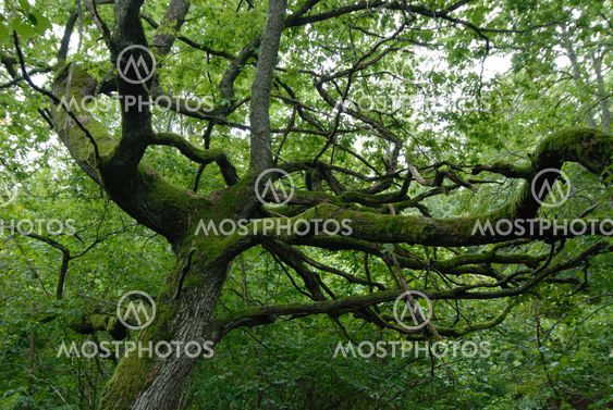 The tree