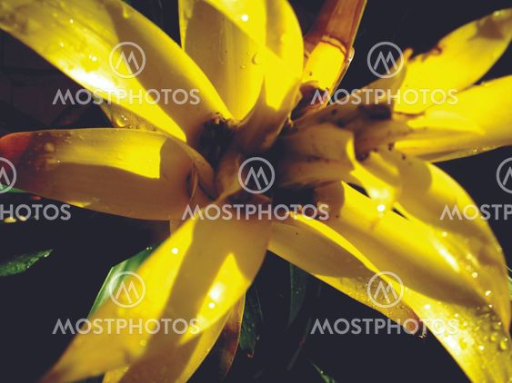 Bromeliads