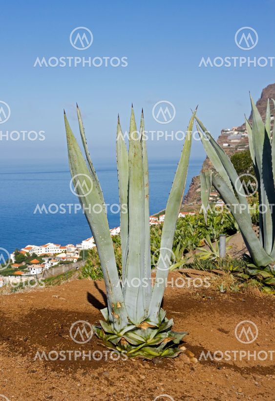 Aloe in front of the sea Madeira