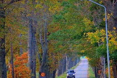 Höst, allé vid Haga kursgård Enköping Sverige
