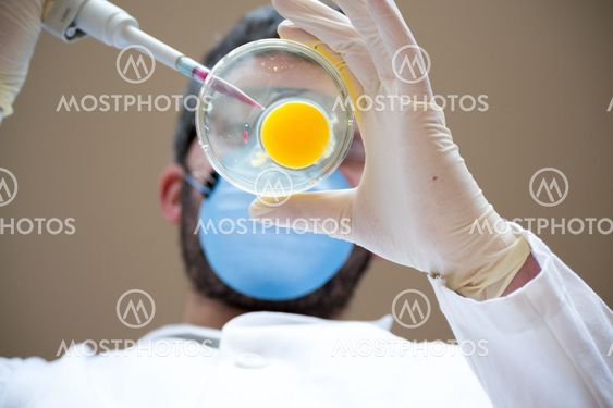 Egg fertilization