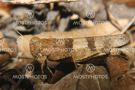 Red-winged Grasshopper (Oedipoda germanica)