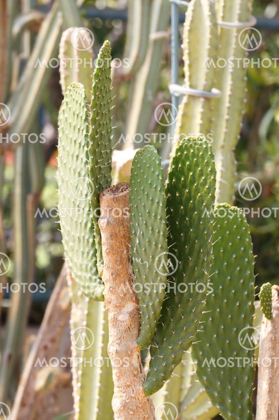 Detail of cactus growing