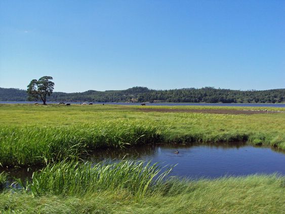 View over pasture