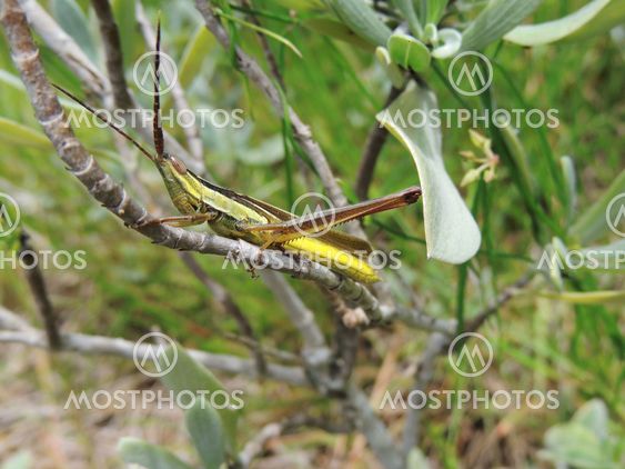 Lively Mermiria Grasshopper