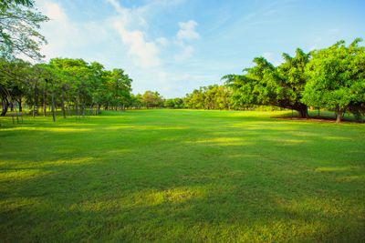 morning light in public park and green grass garden field...