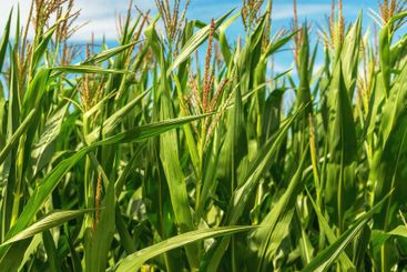 Corn stalks with tassel in cultivated agricultural...