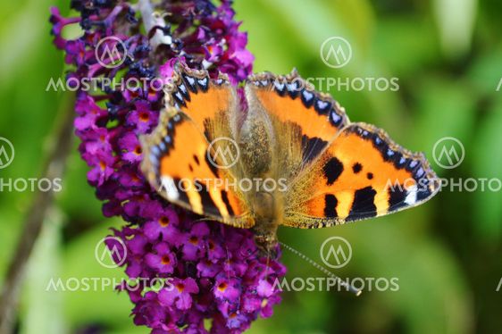 Small Tortoiseshell (Aglais urticae).