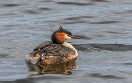Crested Grebe with a newborn chick looking up