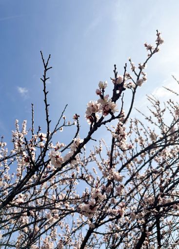 Blooming tree branches against a clear blue sky. Concept...