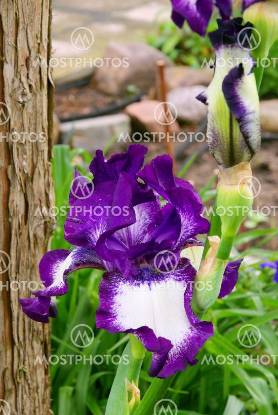 Schwertlilie - iris 48