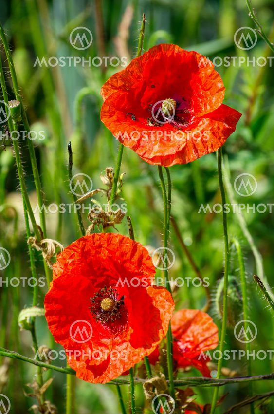 Valmuerne blomster