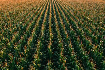 Aerial shot of tasseling corn plants in cultivated field...