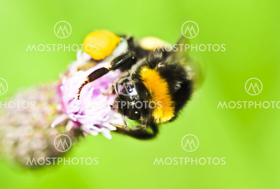bumbelbee