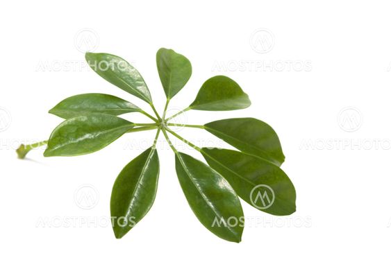 green leaf