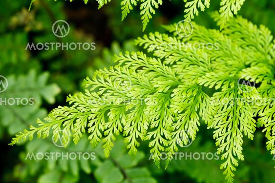 Fern plants cover the ground of the natural forest