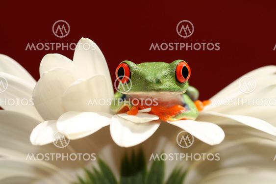 red eyed tree frog