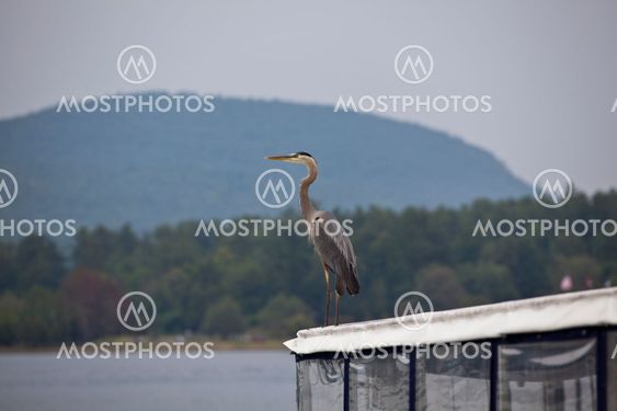 Great Blue Heron- successful fishing