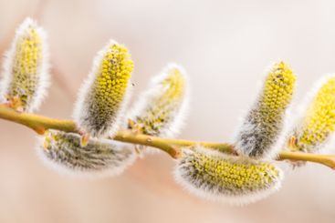 Nature awakes in spring. Blooming willow twigs and furry...