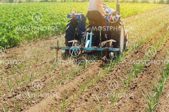 A farmer cultivates vegetable rows of leek. Plowing...